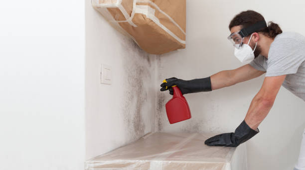 Professional Black Mold Remediation technician working in Highland, MD