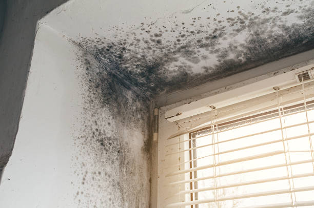 Affordable Black Mold Remediation solutions in Highland, MD